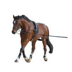 Lunging System By Waldhausen