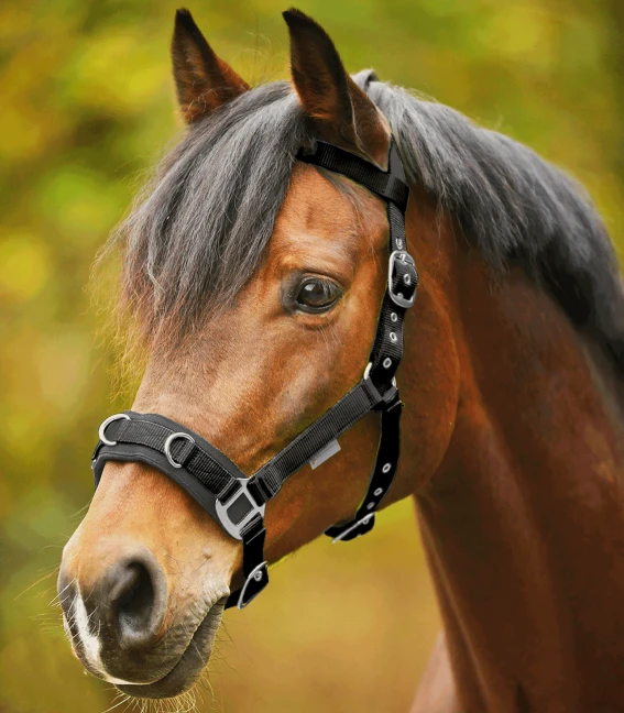 ECONOMIC LUNGING HALTER By Waldhausen - Image 4