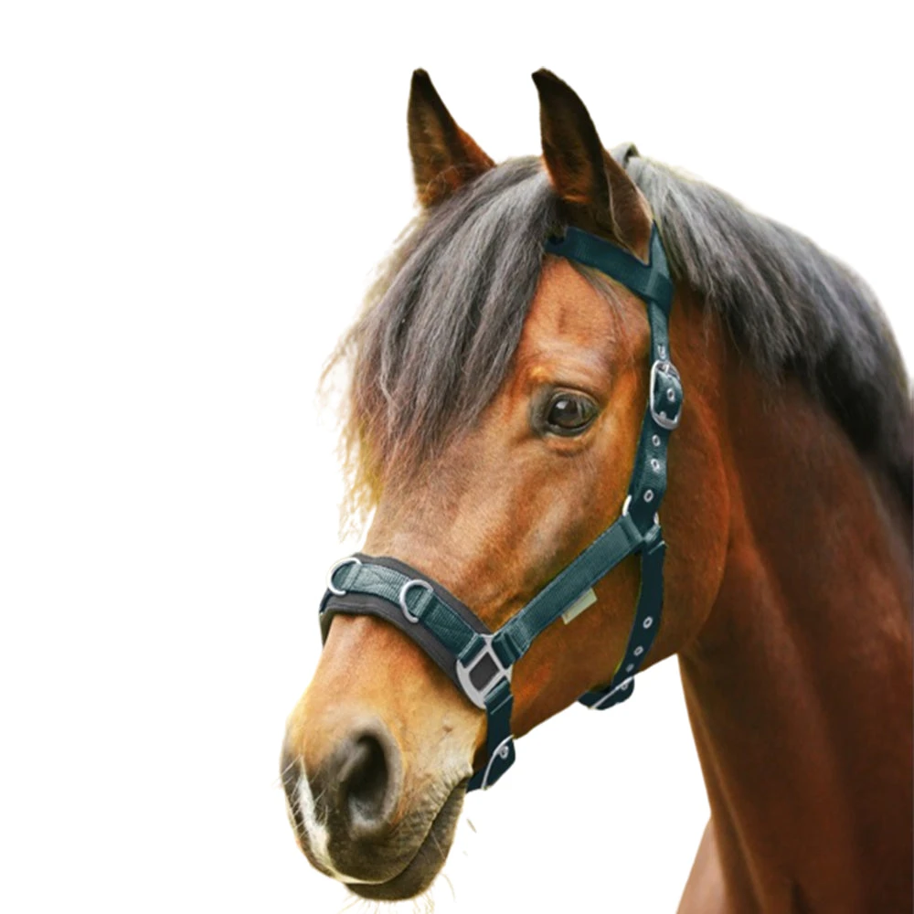 ECONOMIC LUNGING HALTER By Waldhausen