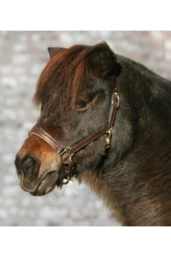 Waldhausen STAR Lederhalfter Diamond, Shetty